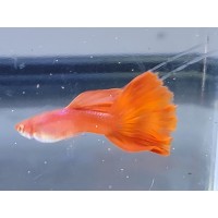 Superior HTD Red Albino Guppy Trio